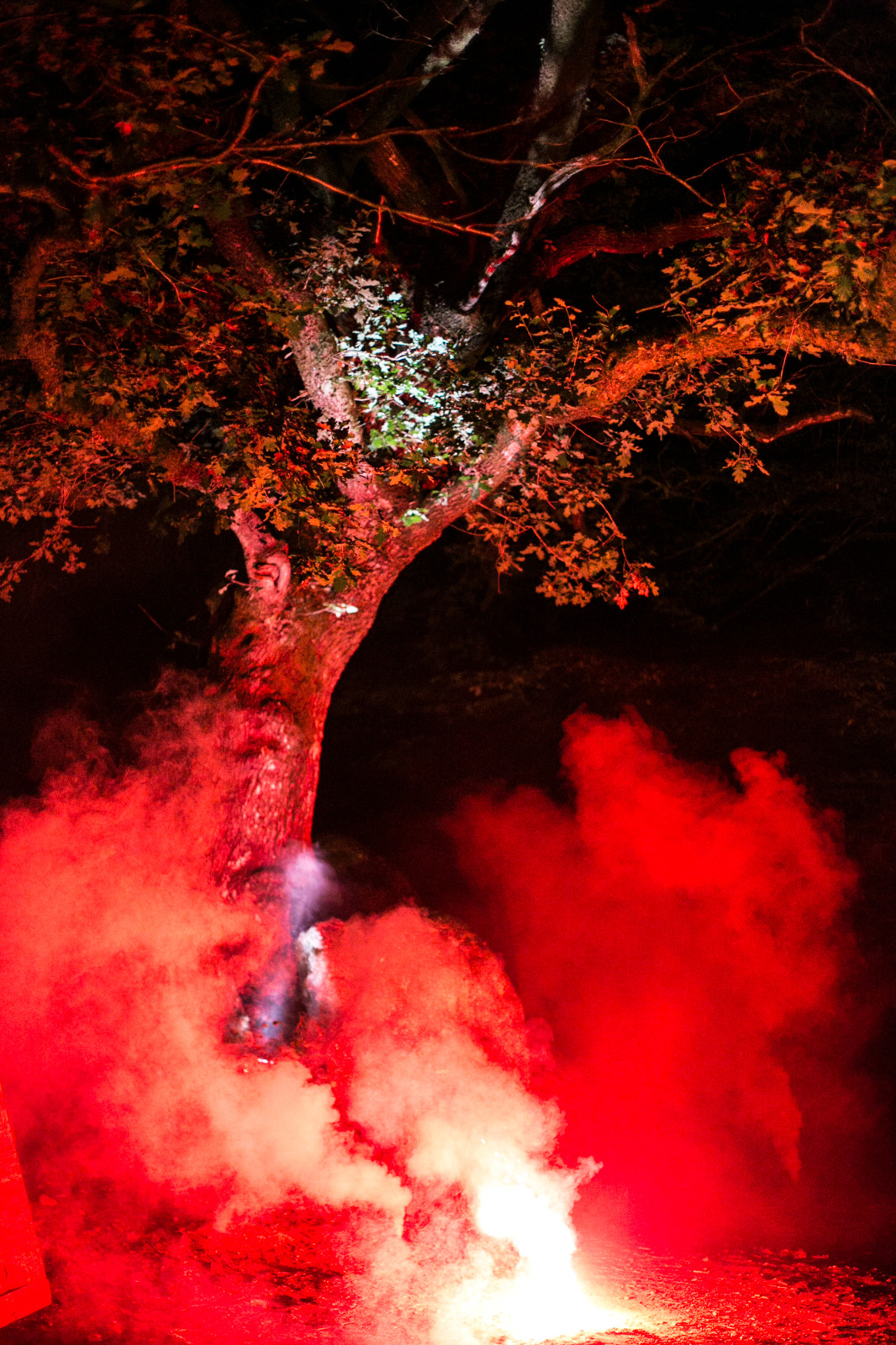 Back to the Trees !